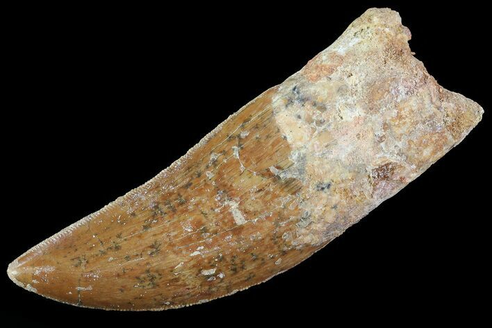 Serrated, Carcharodontosaurus Tooth - Morocco #73075